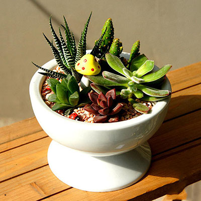 创意植物DIY小白领手工绿色盆栽