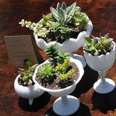 餐具里的绿色环保创意DIY植物欣赏