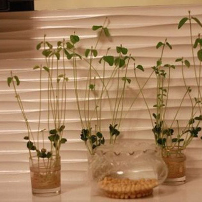 创意手工DIY自己种的豆芽小盆栽产品