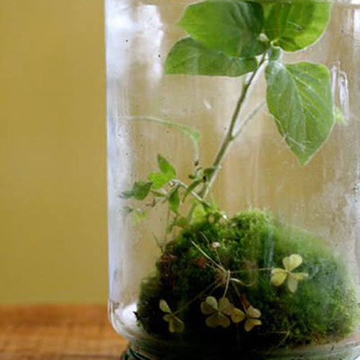 玻璃杯中生活的漂亮幸福的植物DIY