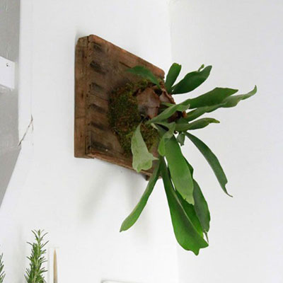 创意将悬挂在室内墙面的植物