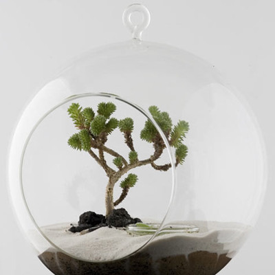 创意的手工DIY小球松植物欣赏
