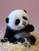 可爱的手工羊毛毡DIY制作萌萌哒小熊猫宝宝
